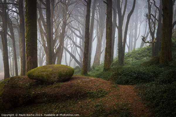 Foggy forest path in Sintra mountain, Portugal Picture Board by Paulo Rocha