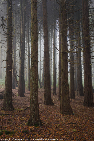 Forest with fog in Sintra Picture Board by Paulo Rocha