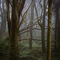 Buy canvas prints of Morning fog in forest and fallen tree by Paulo Rocha