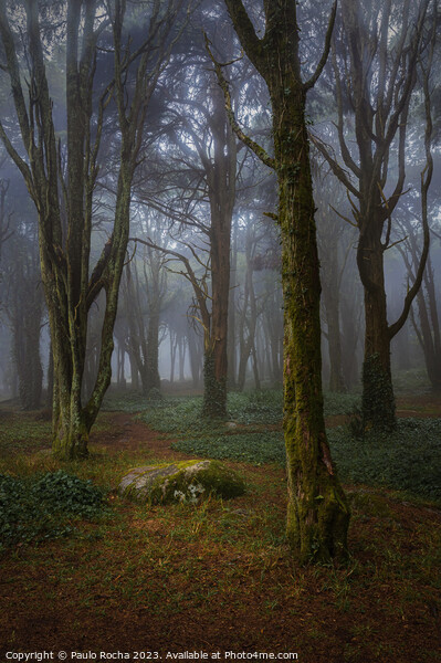Misty forest with mossy rocks and trees Picture Board by Paulo Rocha