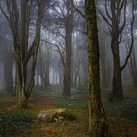 Buy canvas prints of Misty forest with mossy rocks and trees by Paulo Rocha