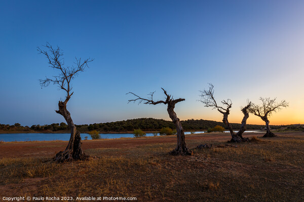 Landscape with dead trees in Alentejo, Portugal Picture Board by Paulo Rocha