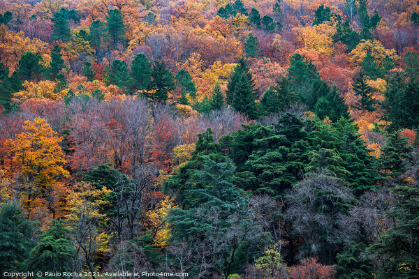 Hillside colorful autumn landscape Picture Board by Paulo Rocha