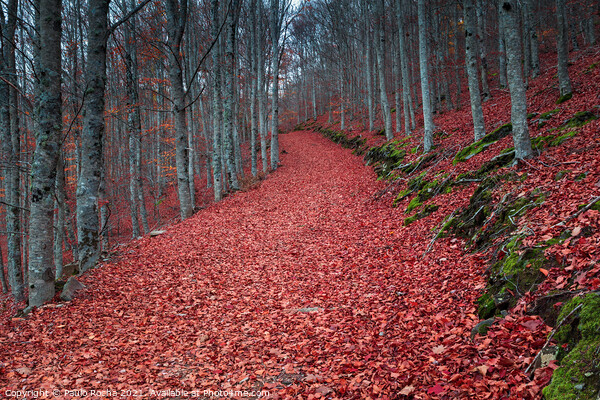 Autumn forest path with beech trees Picture Board by Paulo Rocha
