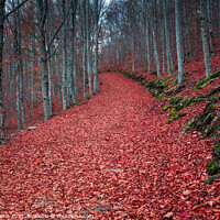 Buy canvas prints of Autumn forest path with beech trees by Paulo Rocha