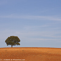 Buy canvas prints of A lonely tree, typical Alentejo landscape by Paulo Rocha