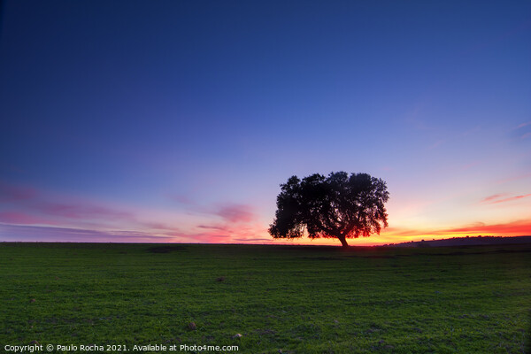 A lonely tree, typical Alentejo landscape at twilight Picture Board by Paulo Rocha