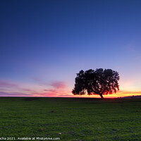 Buy canvas prints of A lonely tree, typical Alentejo landscape at twilight by Paulo Rocha