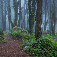 Buy canvas prints of Fog in the forest by Paulo Rocha