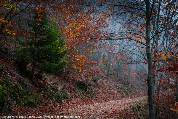 Beautiful autumn forest path Picture Board by Paulo Rocha