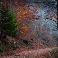 Buy canvas prints of Beautiful autumn forest path by Paulo Rocha