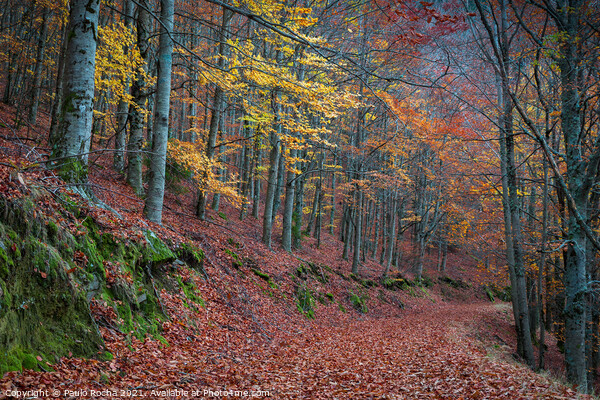 Beautiful autumn forest path Picture Board by Paulo Rocha