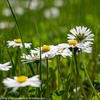 Buy canvas prints of Small white daisies in grass by Maria Vonotna