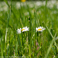 Buy canvas prints of Small white daisies in grass by Maria Vonotna