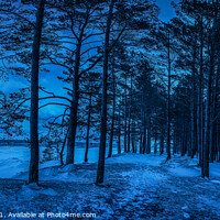 Buy canvas prints of Dark night in pine forest near sea coast by Maria Vonotna