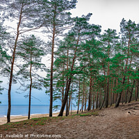 Buy canvas prints of Coniferous forest with pine trees near sea by Maria Vonotna