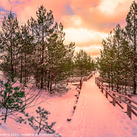 Buy canvas prints of Sunset over trail in pine forest by Maria Vonotna