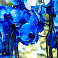 Buy canvas prints of Blue orchids by Maria Vonotna