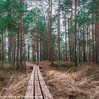 Buy canvas prints of Pine forest with wooden path by Maria Vonotna