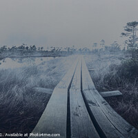 Buy canvas prints of Foggy swamp by Maria Vonotna
