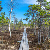 Buy canvas prints of Wooden trail over swamp by Maria Vonotna