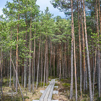 Buy canvas prints of Wooden trail in forest by Maria Vonotna