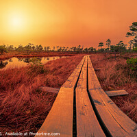 Buy canvas prints of Sunset over bog with wooden path, small ponds and pine trees. Co by Maria Vonotna