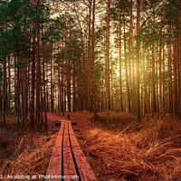 Buy canvas prints of Sunset in coniferous forest with pine trees and wooden path in a by Maria Vonotna