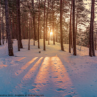 Buy canvas prints of Sunset in winter snowy forest by Maria Vonotna