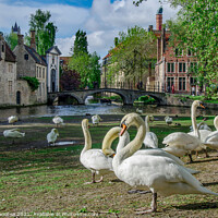 Buy canvas prints of White swans in Bruges downtown by Maria Vonotna