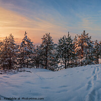 Buy canvas prints of Sunset over frozen snowy forest by Maria Vonotna