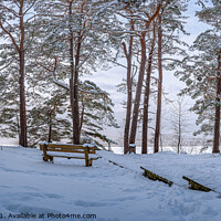 Buy canvas prints of Two benches under trees in snowy forest by Maria Vonotna