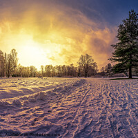 Buy canvas prints of Sunset over covered in snow park with big fir tree by Maria Vonotna