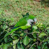 Buy canvas prints of Green parrot by Maria Vonotna