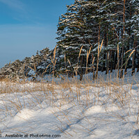 Buy canvas prints of Yellow grass covered in snow in sea coast by Maria Vonotna