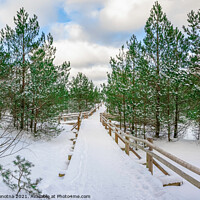 Buy canvas prints of Boardwalk covered in snow among pine trees by Maria Vonotna