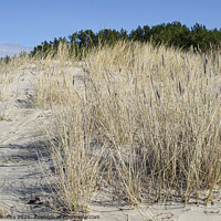 Buy canvas prints of Yellow grass growing on the beach. Sand dunes by Maria Vonotna