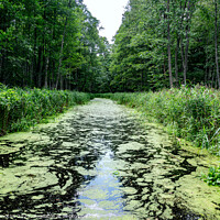 Buy canvas prints of River covered in green seaweed in the middle of the forest.  by Maria Vonotna