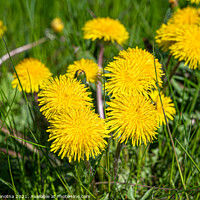 Buy canvas prints of Yellow dandelions by Maria Vonotna