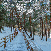 Buy canvas prints of Wooden trail in winter snowy pine forest by Maria Vonotna