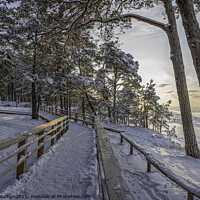Buy canvas prints of View of snowy pine forest and wooden path by Maria Vonotna
