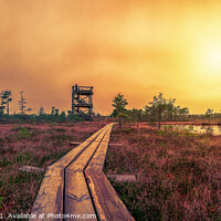 Buy canvas prints of Sunset over bog with observation tower and pathway by Maria Vonotna