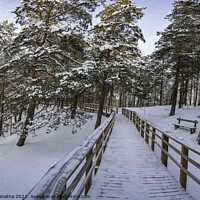 Buy canvas prints of Wooden path in snowy coniferous forest by Maria Vonotna