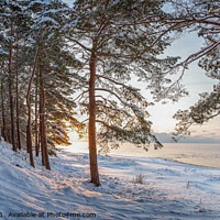 Buy canvas prints of Winter forest landscape with covered in snow pine trees  by Maria Vonotna