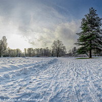 Buy canvas prints of Panoramic view of snowy park with fir tree by Maria Vonotna