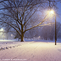 Buy canvas prints of Street lights and covered in snow trees at night i by Maria Vonotna