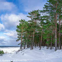 Buy canvas prints of Snowy sea coast with pine forest in winter by Maria Vonotna