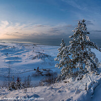 Buy canvas prints of Snowy fir trees near Baltic sea coast by Maria Vonotna