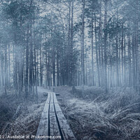 Buy canvas prints of Misty coniferous forest with pine trees and wooden path by Maria Vonotna