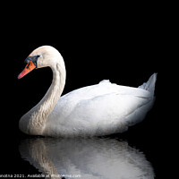 Buy canvas prints of White swan with reflection in the water on black by Maria Vonotna